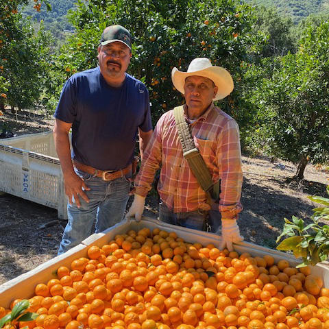Two farmworkers standing behind a large crate of citrus