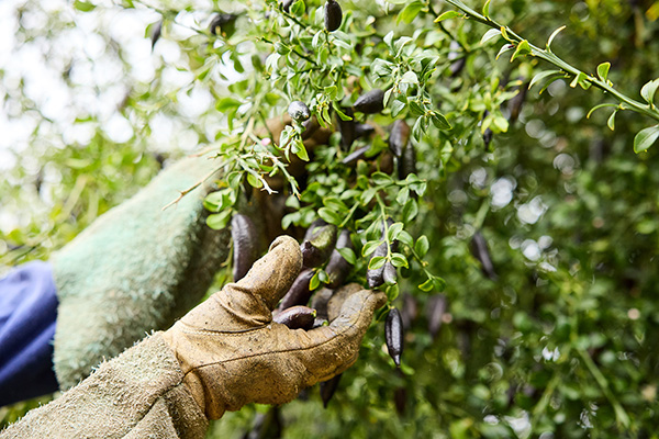 Farmworker harvesting finger limes
