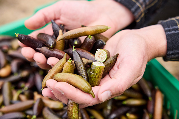 Handful of finger limes