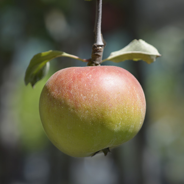fresh apple on the tree
