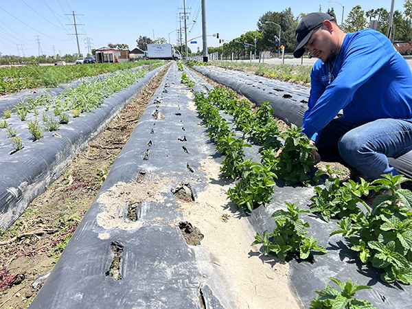 Farmer working in a field