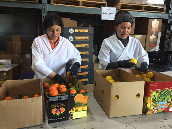 Workers checking the quality of citrus fruits