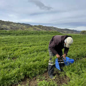 Farmer working in the field harvesting veggies