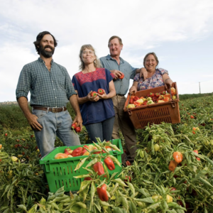 Smiling group of farmers in the field with their pepper harvest