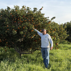 Farmer standing beside mandarin tree