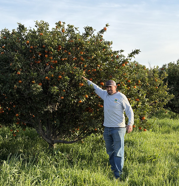 Farmer standing beside mandarin tree