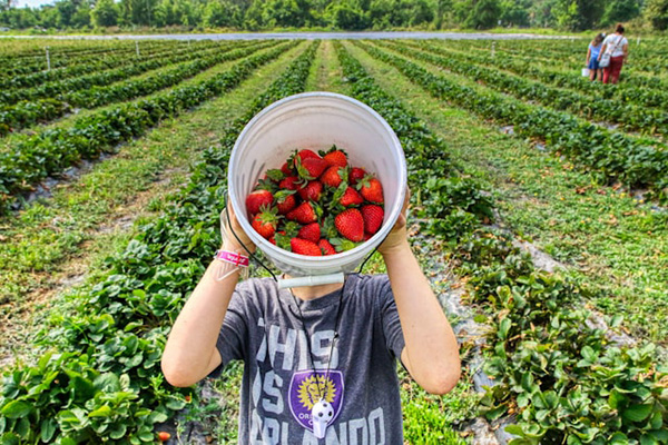 Everything You Should Know About Strawberries in California