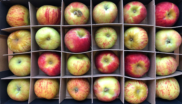 Gravenstein apples for schools lined up in a box