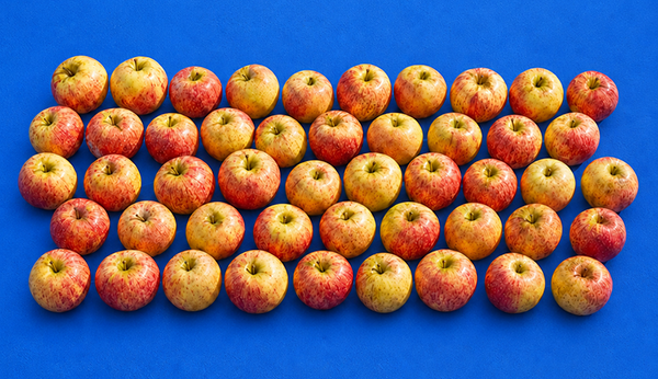 California Gravenstein Apples for Schools: A Farm-to-School Favorite