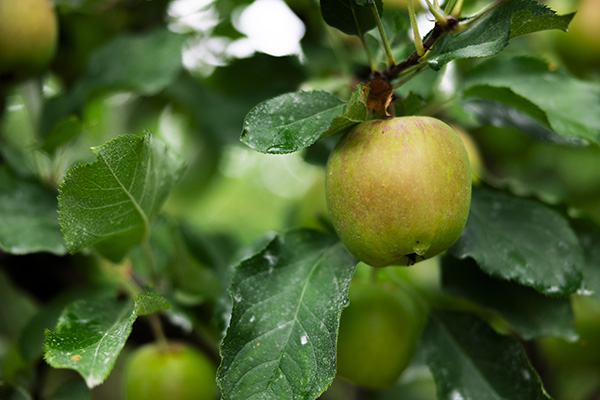 Gravenstein apple on the tree