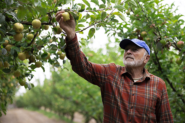 Man reaching up to pick an apple