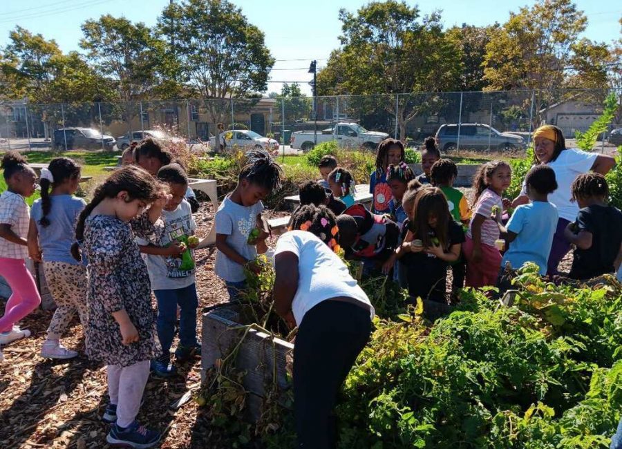 Kids picking vegetables from raised beds